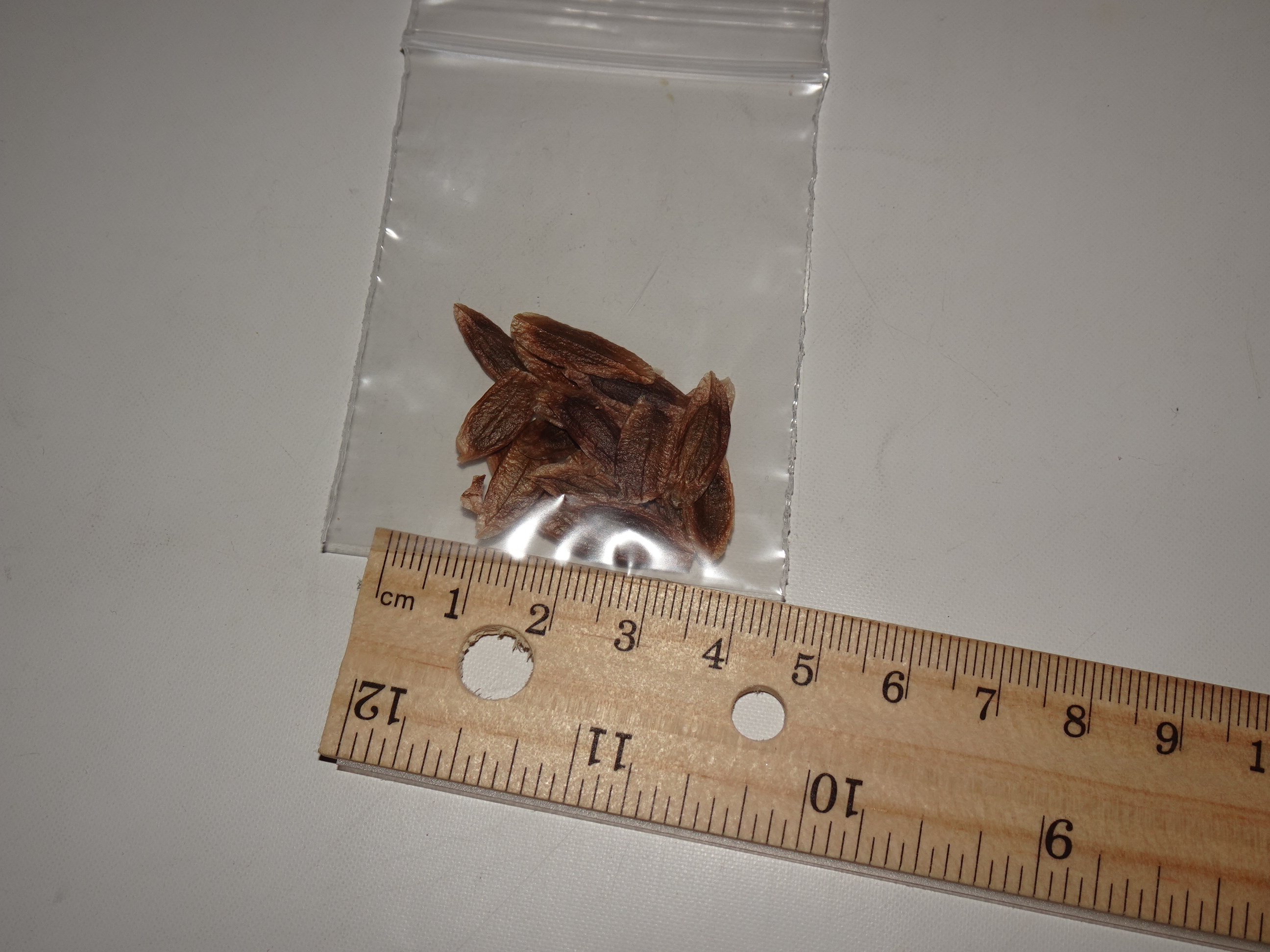 lilac tree seeds
